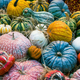 Illustration for article titled Facts About Pumpkins